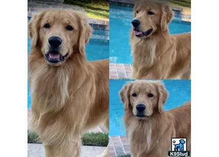 a collage of a golden retriever dog